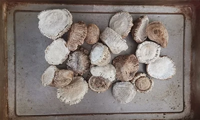 Qual è il trattamento disintegratore dei materiali medicinali cinesi di corno?